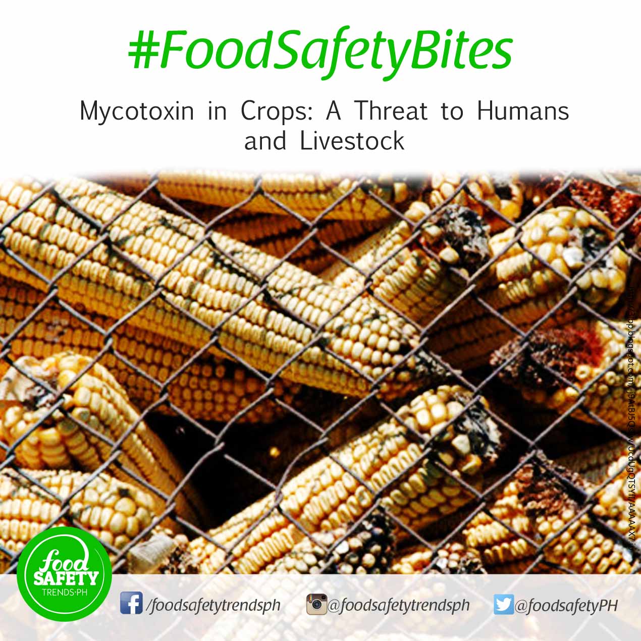 Mycotoxin in Crops: A Threat to Humans and Livestock